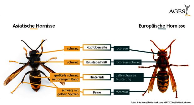 Vergleich Asiatische und Europäische Hornisse