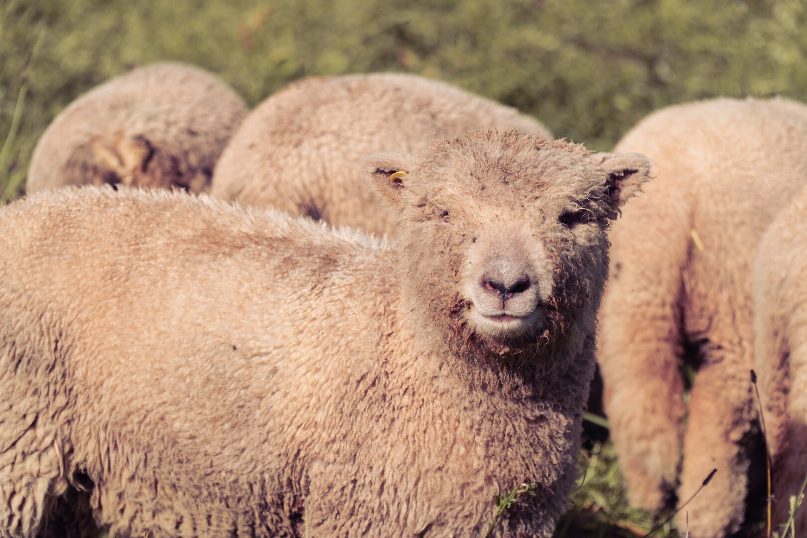 Schafherde Schafherde